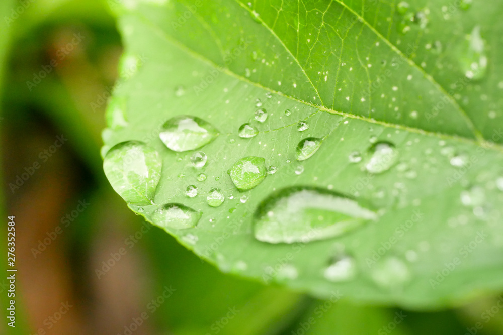 drops of water on the leaves. green nature background drops of water on the leaves. green nature background
