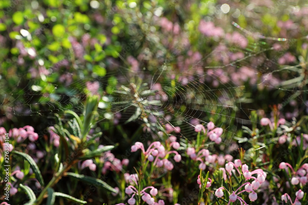Andromeda polifolia. Blooming of bog rosemary in the North of Western Siberia Andromeda polifolia. Blooming of bog rosemary in the North of Western Siberia