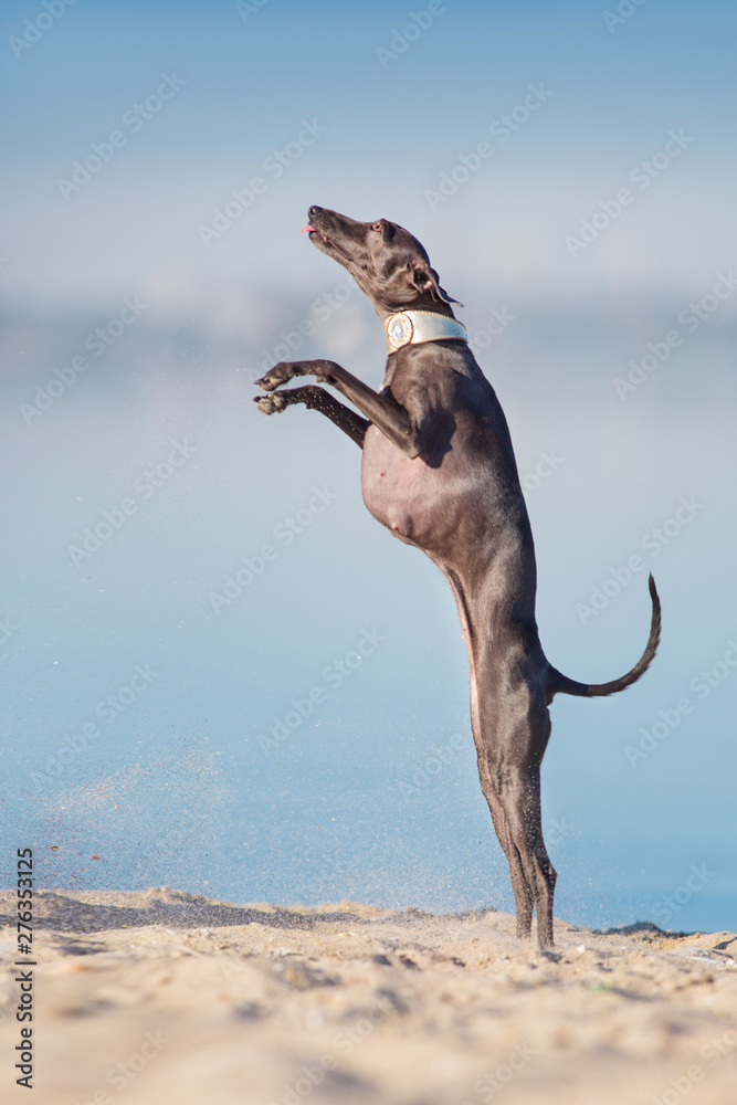 Do Greyhounds Jump High
