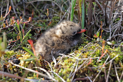 Sterna paradisaea. Juv Arctic tern closeup on the Yamal Peninsula photo