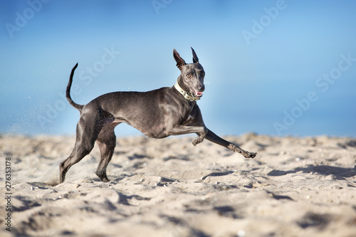 Fotografie, Tablou Italian greyhound run