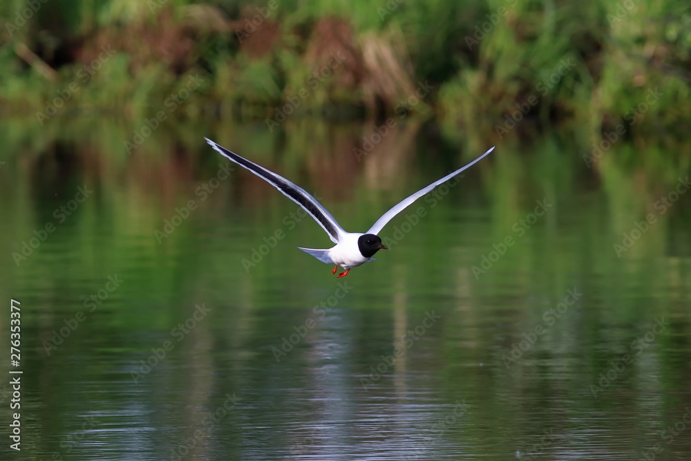 Larus minutus. Little Gull flying over the water on the Yamal Peninsula
