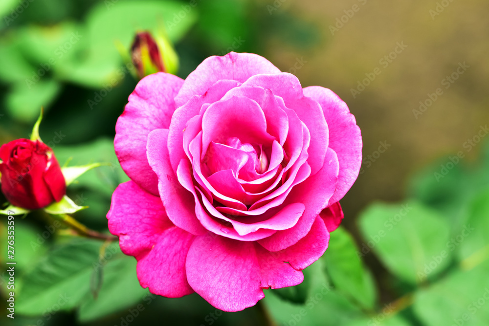 Blooming pink colored roses in garden with blurred background Blooming pink colored roses in garden with blurred background