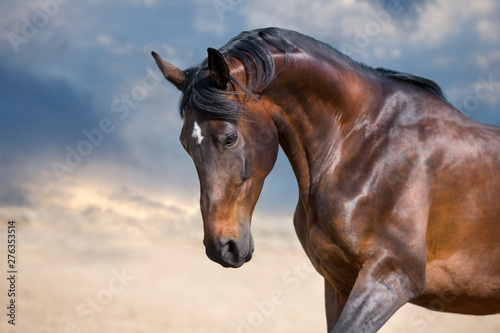 Bay horse portrait © kwadrat70