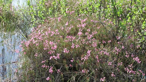 Andromeda polifolia. Blooming of bog rosemary in the North of Western Siberia photo