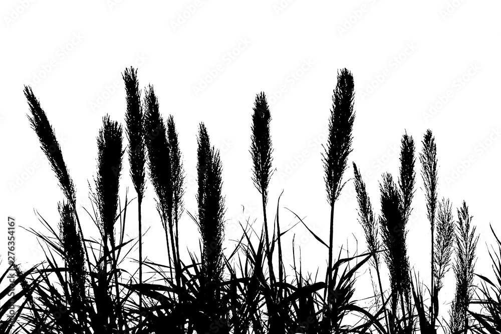 Obraz premium Wheat Spikes Graphic Silhouette