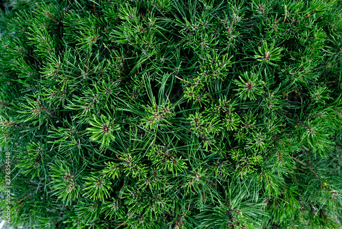 Pine plant close up