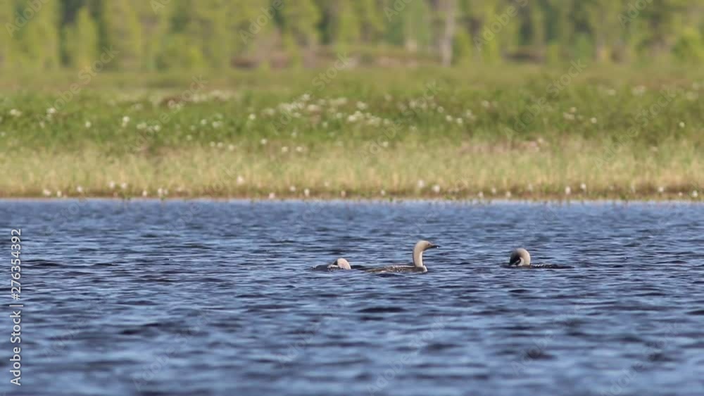 Gavia arctica. Three birds Arctic Loon in summer on the Yamal Peninsula Gavia arctica. Three birds Arctic Loon in summer on the Yamal Peninsula