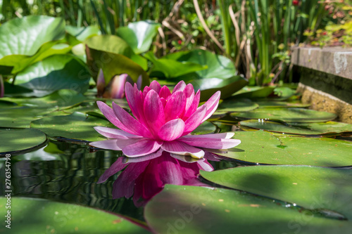 Idylle im Teich mit Seerosen