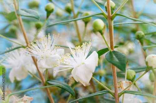White blossom of myrtle tree. Myrtus communis ( common myrtle ) plant with green leaves and white  flowers, close up macro