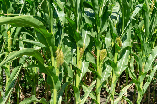 young fresh corn field growing, agriculture farming rural economy agronomy concept