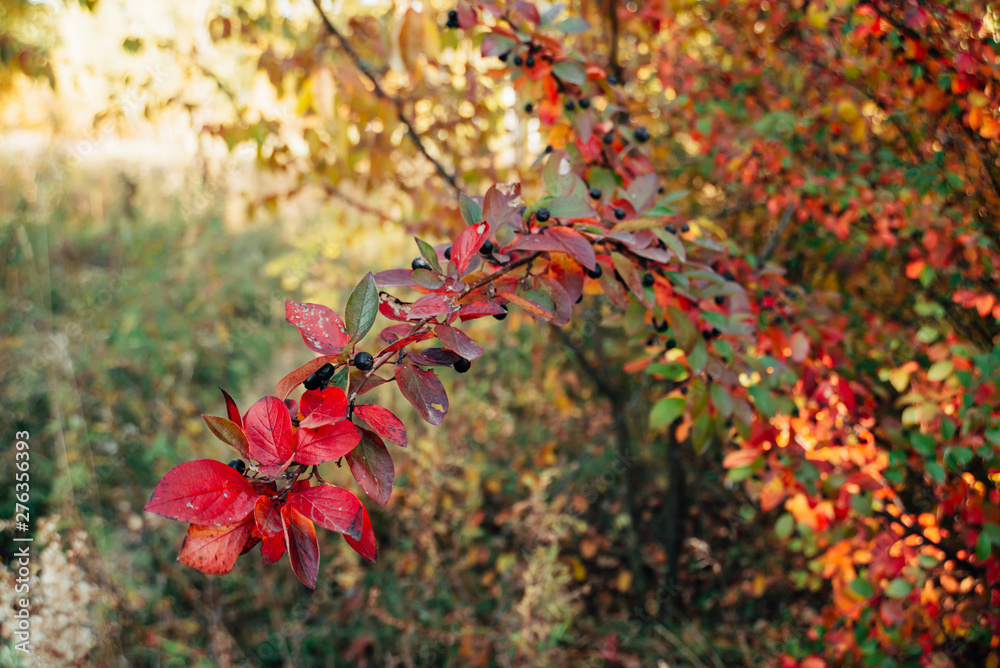Bearberry shrub with autumn leaves in sunset close-up. Fall multicolor leaves of green red colors. Berry on cotoneaster branch on yellow sunny bokeh background in golden hour. Rich flora in sunrise. Bearberry shrub with autumn leaves in sunset close-up. Fall multicolor leaves of green red colors. Berry on cotoneaster branch on yellow sunny bokeh background in golden hour. Rich flora in sunrise.
