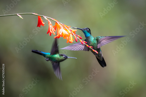 Blue hummingbird Violet Sabrewing flying next to beautiful red flower. Tinny bird fly in jungle. Wildlife in tropic Costa Rica. Two bird sucking nectar from bloom in the forest. Bird behaviour