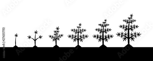 Cannabis plant growth stages silhouette on white background. Planting of medical marijuana in ground
