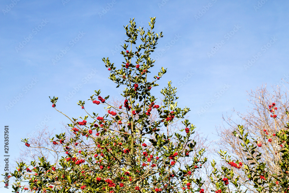 Holly tree with red berries