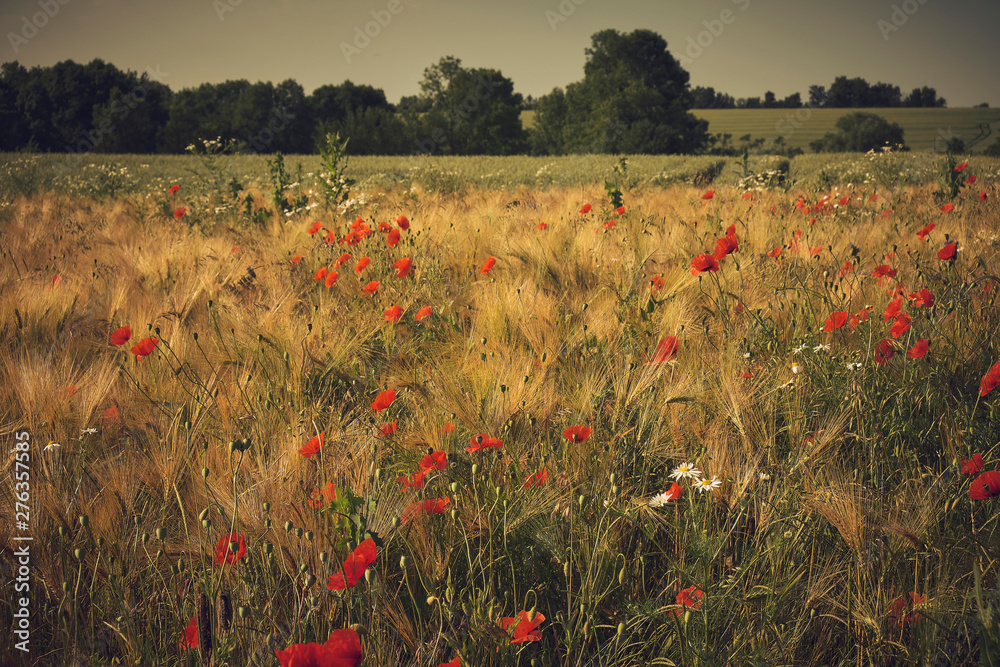 Fototapeta premium Gerstenfeld mit Mohn und Kamille