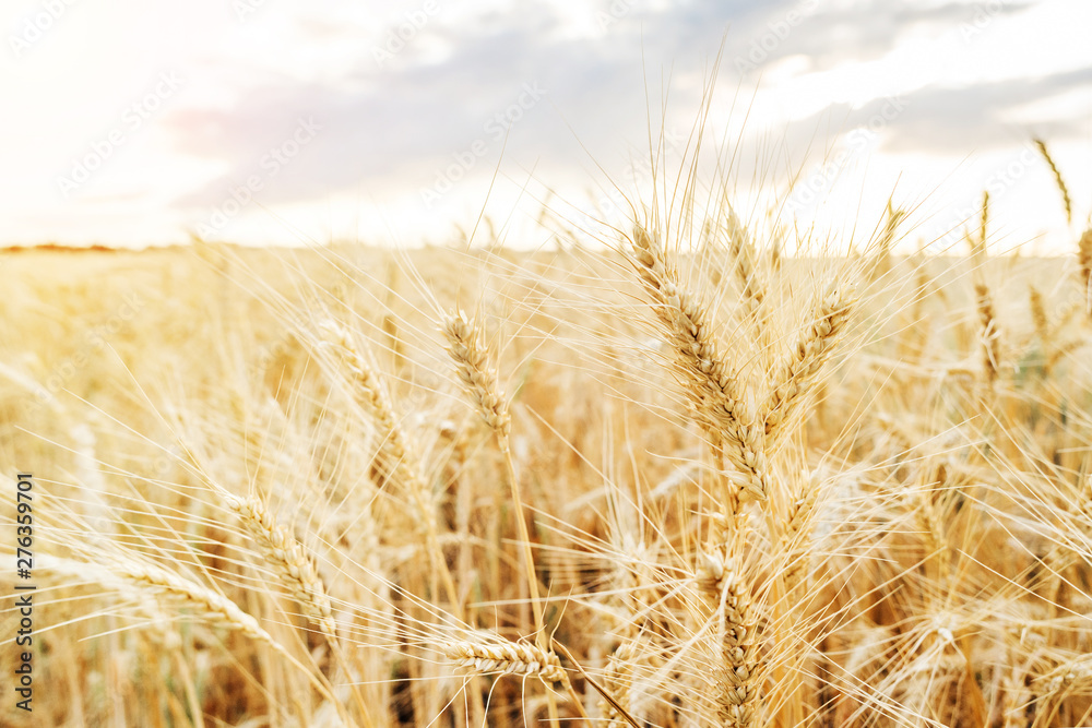 Fototapeta premium Wheat field. Ears of golden wheat close up. Beautiful Nature Sunset Landscape. Rural Scenery under Shining Sunlight. Background of ripening ears of wheat field. Rich harvest Concept.