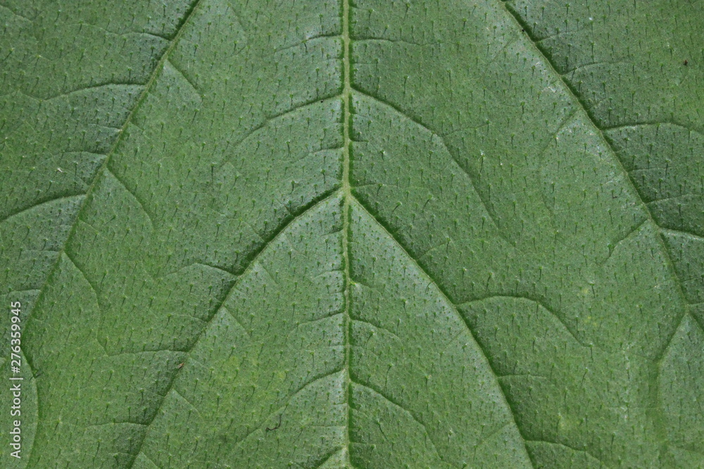 Obraz premium Blattstruktur