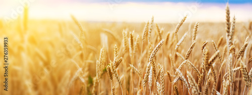 Wheat field. Ears of golden wheat close up. Beautiful Nature Sunset Landscape. Rural Scenery under Shining Sunlight. Background of ripening ears of wheat field. Rich harvest Concept. © Nadya Vetrova