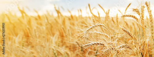 Wheat field. Ears of golden wheat close up. Beautiful Nature Sunset Landscape. Rural Scenery under Shining Sunlight. Background of ripening ears of wheat field. Rich harvest Concept. photo