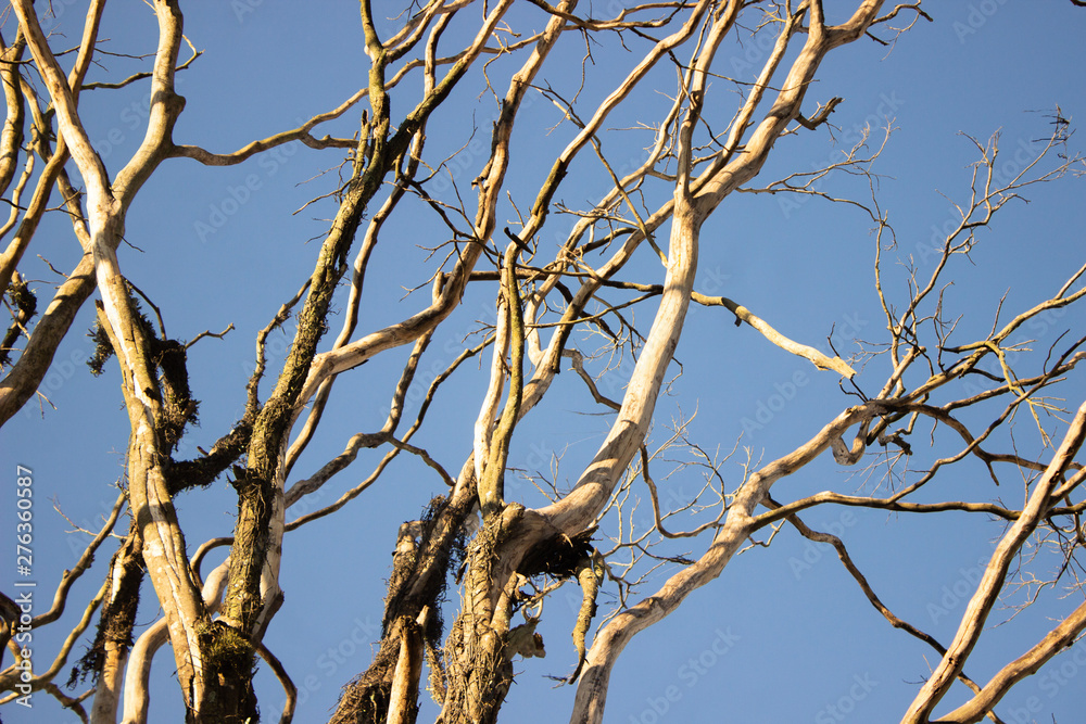 branches of a tree branches of a tree