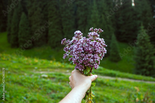 Bouquet of wild marjoram in my hand on the mountains background