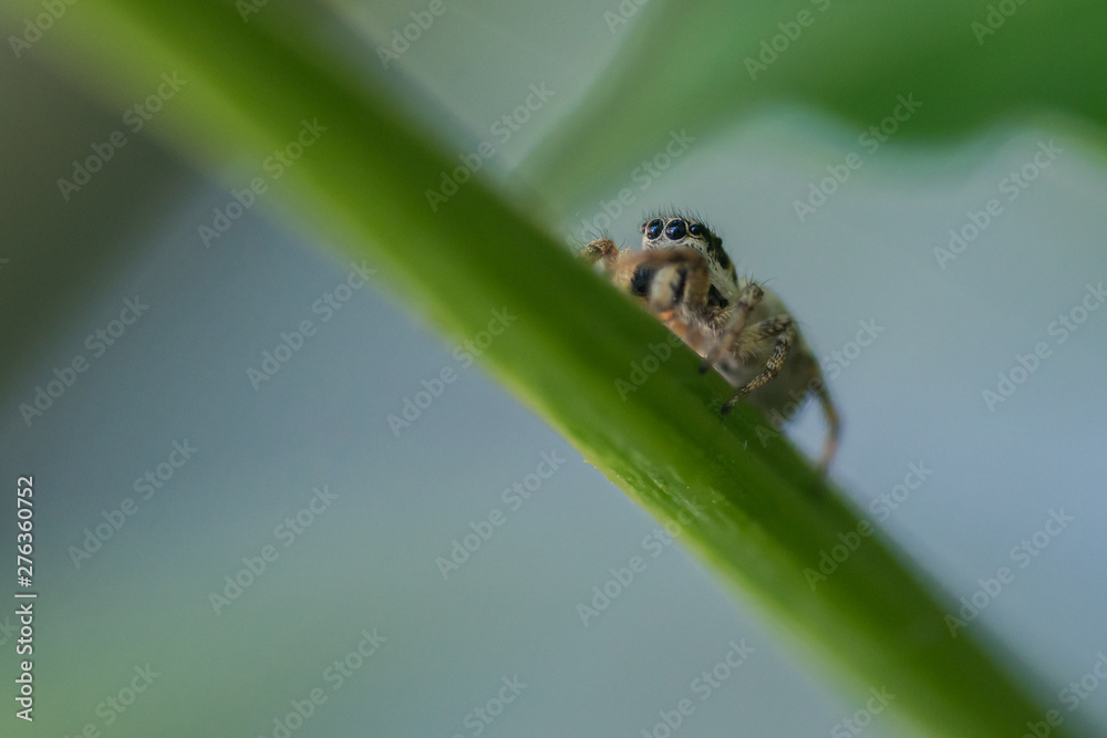 Fototapeta premium Springspinne 4