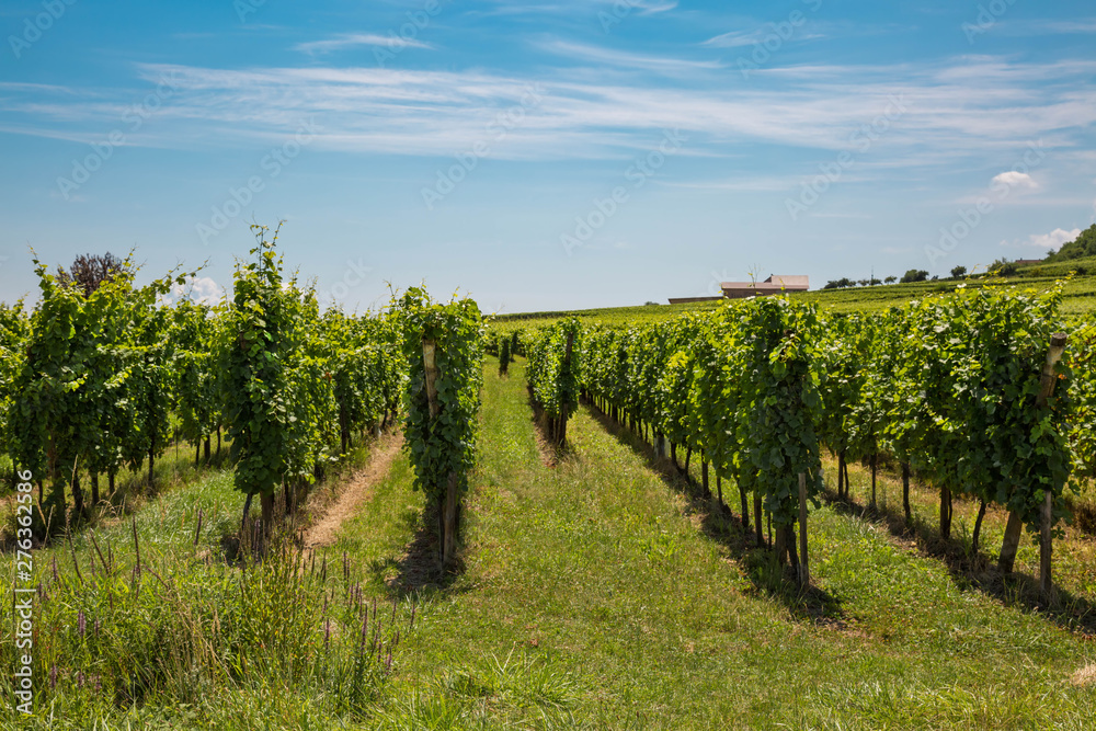 Weinstöcke im Elsass in der Sonne