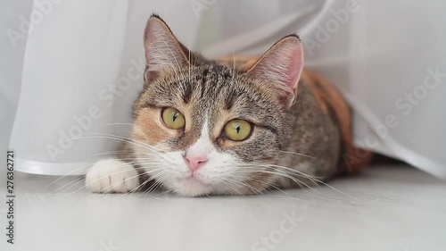 Domestic cat lying on the floor turns its head and eyes left to the right