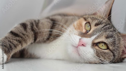Close-up domestic cat lies at home on the floor, moving eyes in different directions, watching.