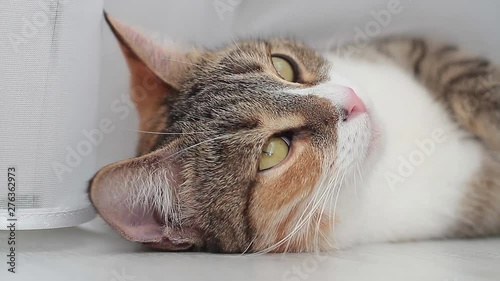 The cat lies on the floor turns its head in different directions, turning on its back upside down