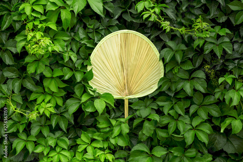 A fan among the green leaves