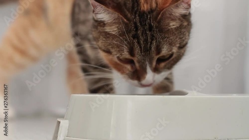 Domestic adult cat goes to its bowl of food and begins to eat