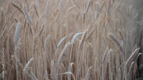 Wheat sprigs in a field swaying in the wind