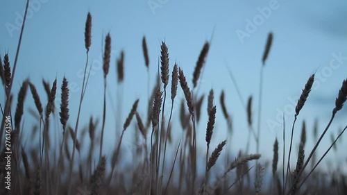 Wheat twigs swaying in the wind against a blue sky at sunset