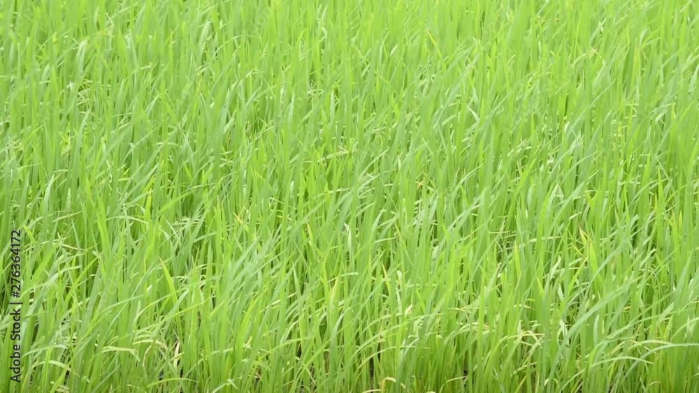 The beauty of the green rice That sway in the wind. The beauty of the green rice That sway in the wind.