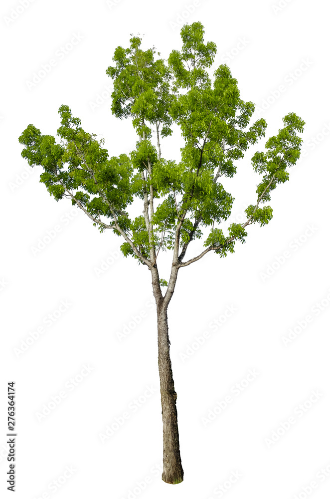 Beautiful tree isolated on white background. Suitable for use in architectural design or Decoration work. Used with natural articles both on print and website. Beautiful tree isolated on white background. Suitable for use in architectural design or Decoration work. Used with natural articles both on print and website.