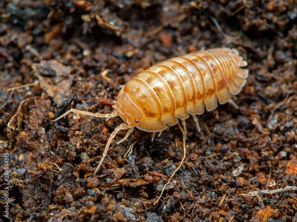 Terrestrial pill bug, Armadillidium nasatum, peach color phase, natural background, dorsal view Terrestrial pill bug, Armadillidium nasatum, peach color phase, natural background, dorsal view