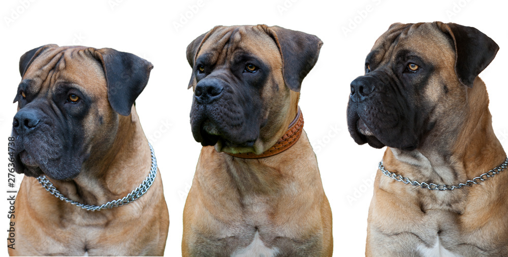  A rare breed of dog - the Boerboel (South African Mastiff). Three red dogs with amber eyes on a white background, isolated, close-up.