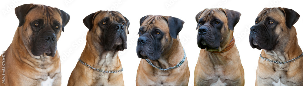 A rare breed of dog - the Boerboel. Five red dogs with amber eyes on white background, isolated, close up.