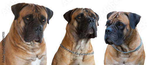  A rare breed of dog - the Boerboel  South African Mastiff . Three red dogs with amber eyes on a white background  isolated  close-up.