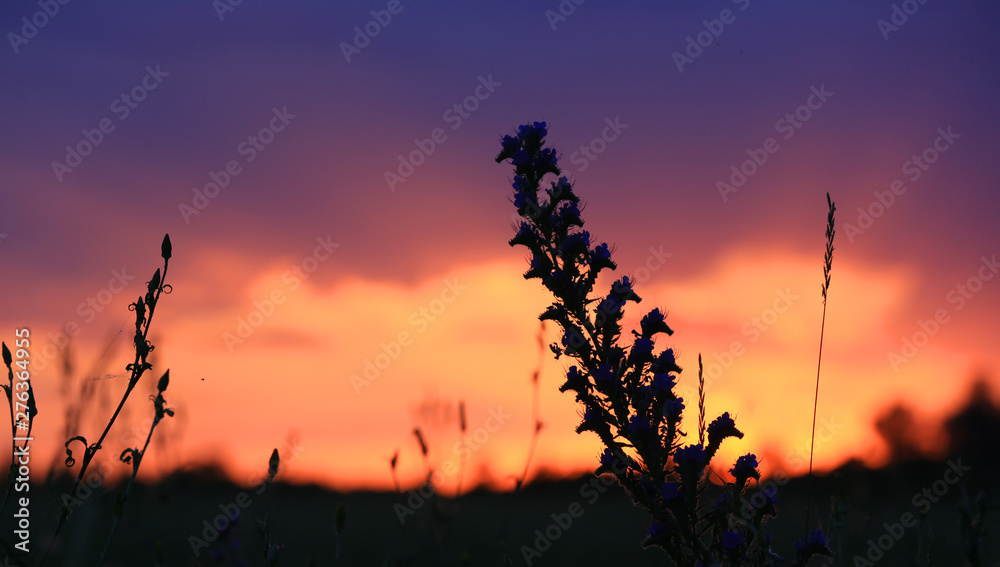 Obraz premium wild flowers on sunset background