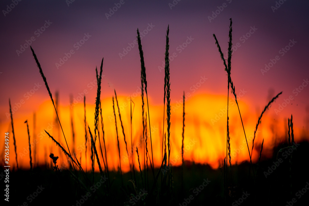 view through grass to sunset in sky