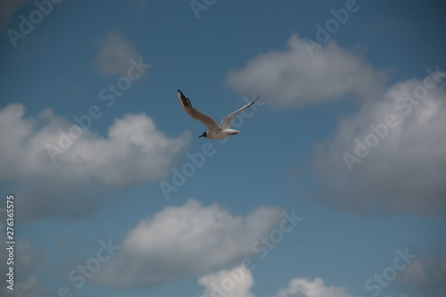 Soaring  white Seagull against the blue sky  on the sea of Azov