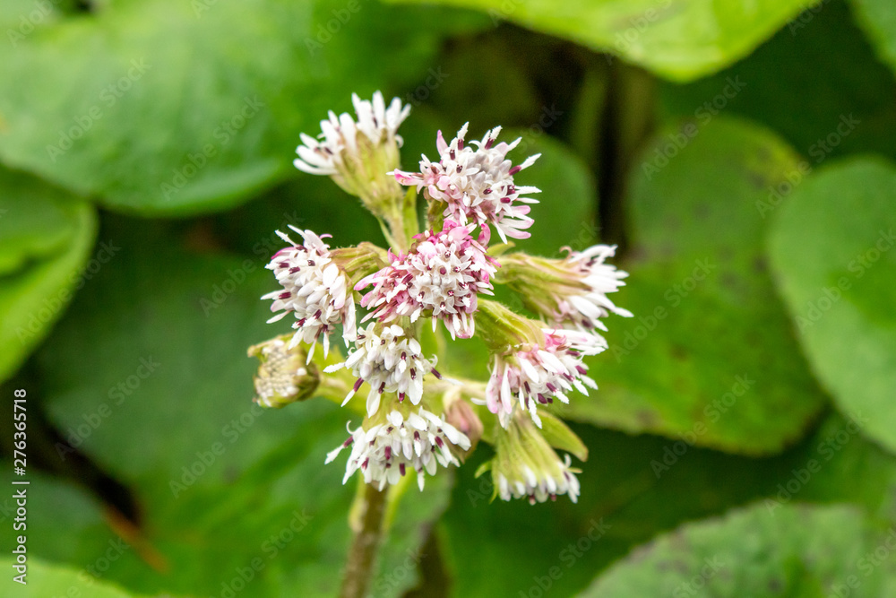White and Pink Winter Heliotrope Flower on Green Leaves