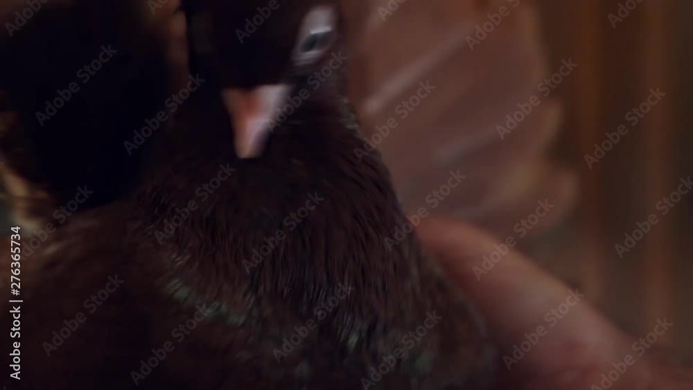 Home carrier pigeon in the hands. Close up. Poultry. Home carrier pigeon in the hands. Close up. Poultry.