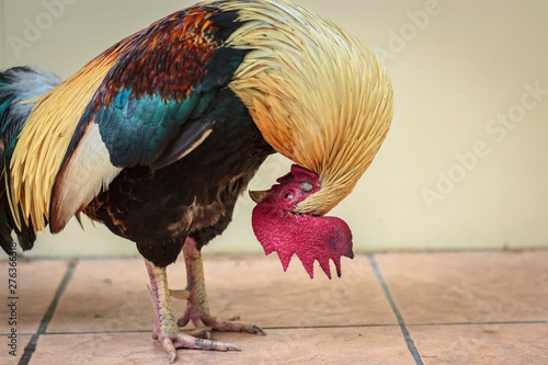 Colorful red bantam chicken photo