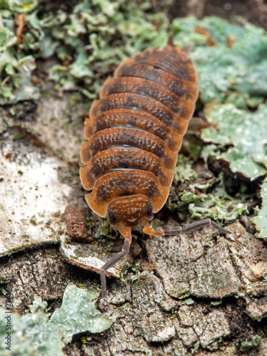 Terrestrial sow bug, Porcellio scaber, calico color phase, on bark, dorsal view photo