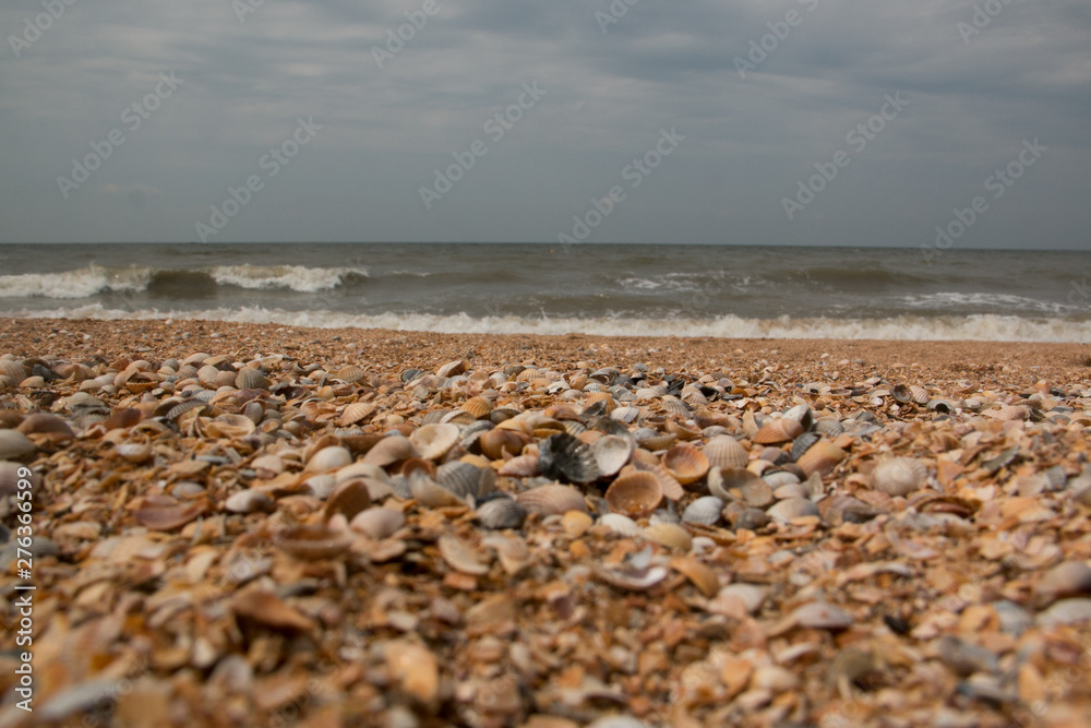 Shells close-up on the shore of the sea of Azov
