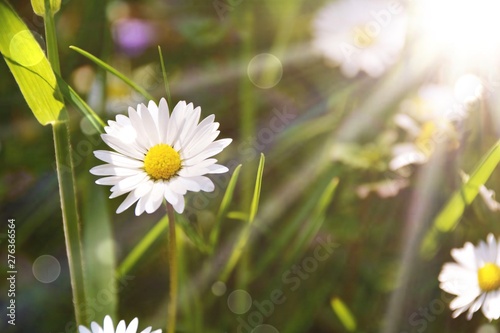 Blumenwiese - Hintergrund -...